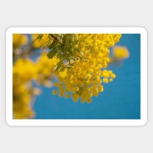 Wattle 2 Sticker